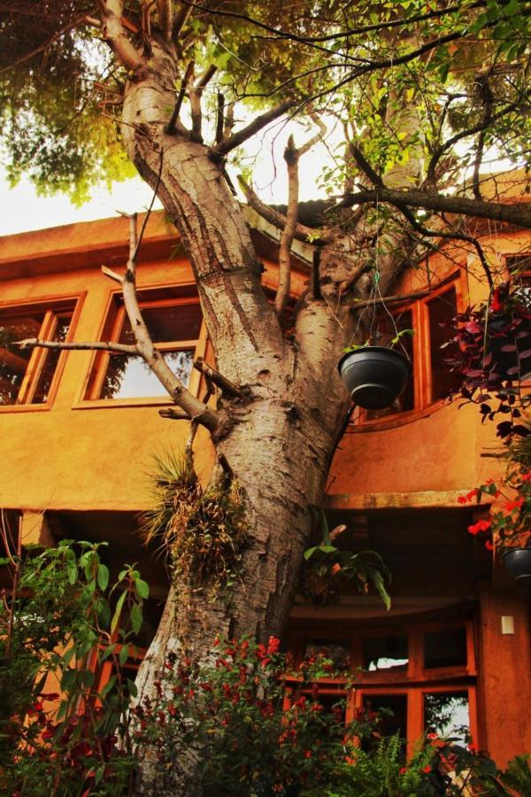 Hospedaje Boutique Paz Creativa San Cristobal de las Casas Ngoại thất bức ảnh